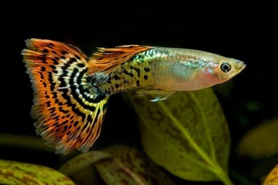 Hình ảnh long lanh của loài cá nguy hiểm nhất thế giới